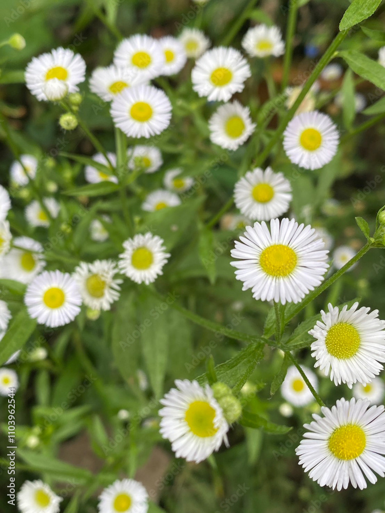 Obraz premium daisy