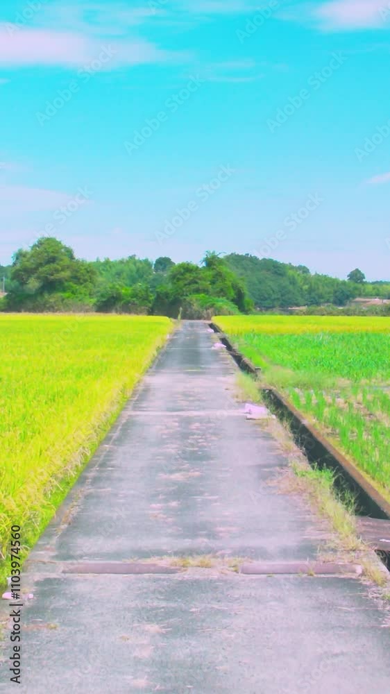 田園風景 青空と長い一本道 縦動画 田園風景 青空と長い一本道 縦動画
