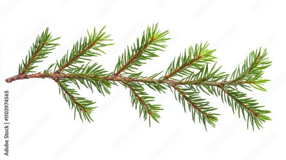 Fresh Green Pine Branch Isolated on White Background Fresh Green Pine Branch Isolated on White Background