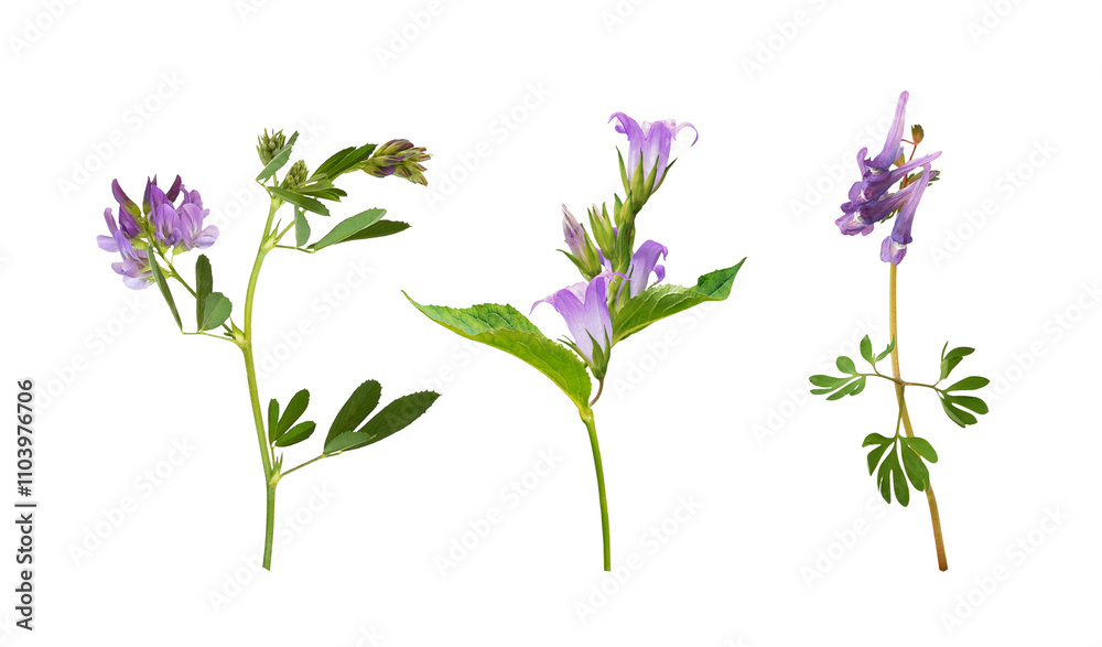 Fototapeta premium Set of purple meadow flowers (Corydalis solida, campanula; lucerne) isolated on white or transparent background