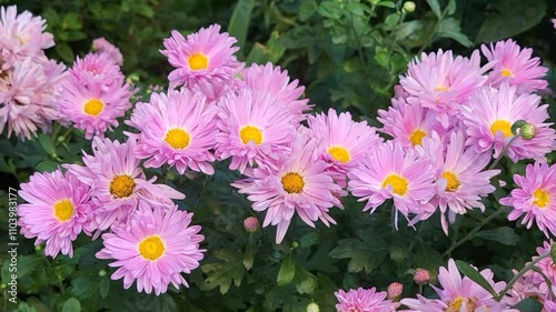 Wallpaper Mural Pink chrysanthemums are quietly waving in a city flower bed. Torontodigital.ca