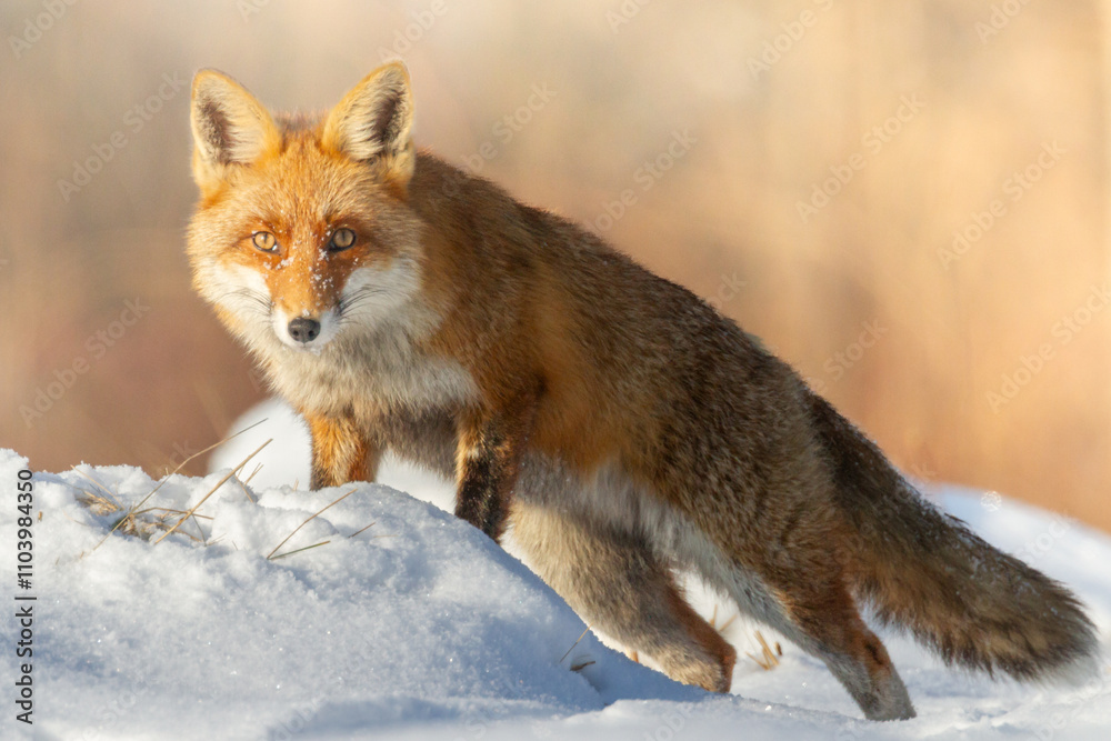 Obraz premium Mammals - Red Fox Vulpes vulpes in winter scenery, Poland Europe, animal walking among winter snowy meadow hunting time