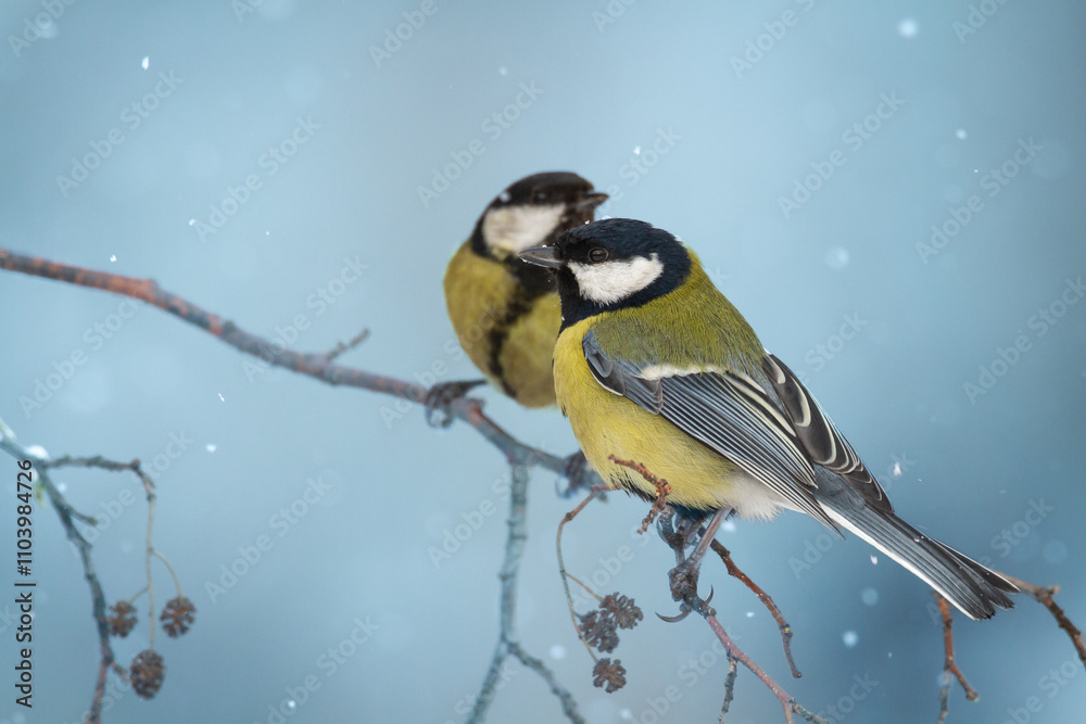 Obraz premium Colorful great tit ( Parus major ) perched on a tree, photographed in horizontal, winter time, blurred background, two birds