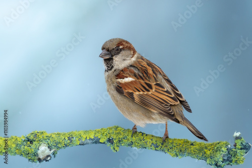 Bird - male House sparrow Passer domesticus sitting on the branch, winter time blue background Poland Europe