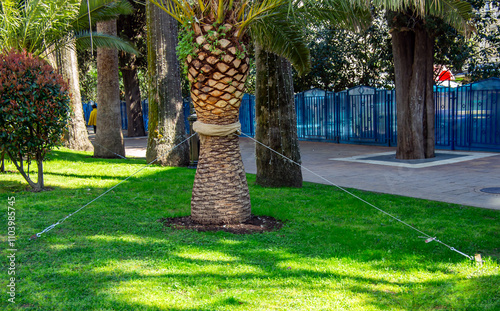 An example of cabling - strengthening trees with guy wires.