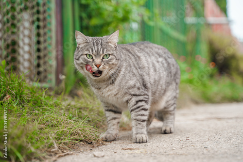 Wallpaper Mural Portrait of a contented, well-fed striped cat with green eyes in the summer outdoor, the cat licks his lips. Torontodigital.ca