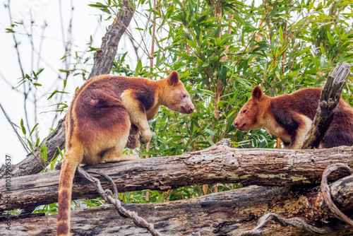 Goodfellow's Tree Kangaroo, portrait of very cute rare red animal.