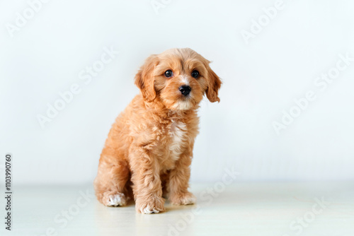 A puppy of a Cavapoo or Cockapoo breed dog at home. Portrait of a fluffy Baby Maltypu . photo