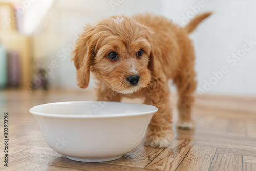 Photography A puppy of a Cavapoo or Cockapoo breed dog at home
