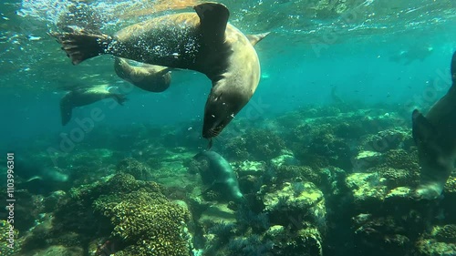 A playful juvenile sea lion (Otariidae) blows bubbles and playfully approaches the viewer as if to give a kiss. Filmed in La Paz, Mexico. Check my portfolio for more sea lion footage.