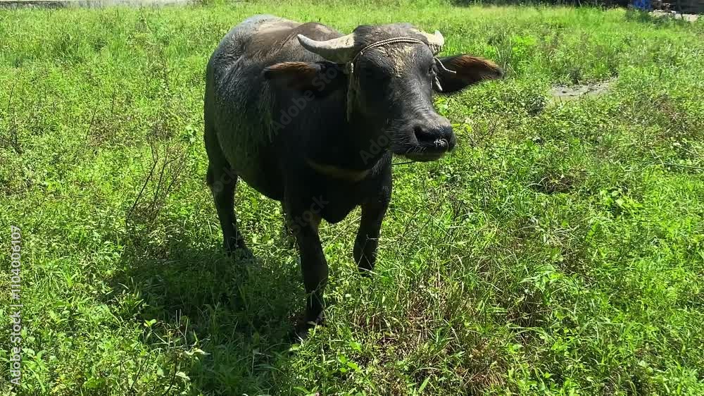 Portrait of a water buffalo carabao in a field Portrait of a water buffalo carabao in a field