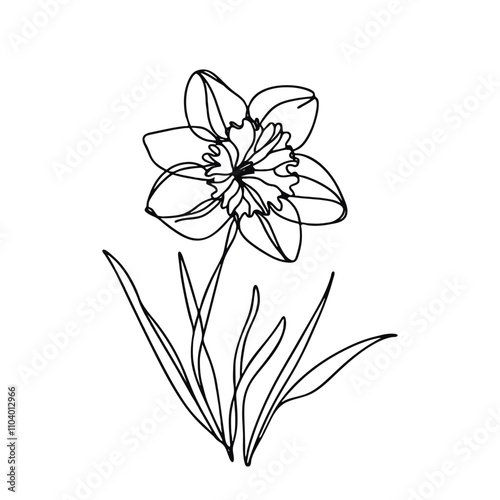  One continuous line illustration of a daffodil flower, isolated on white background.