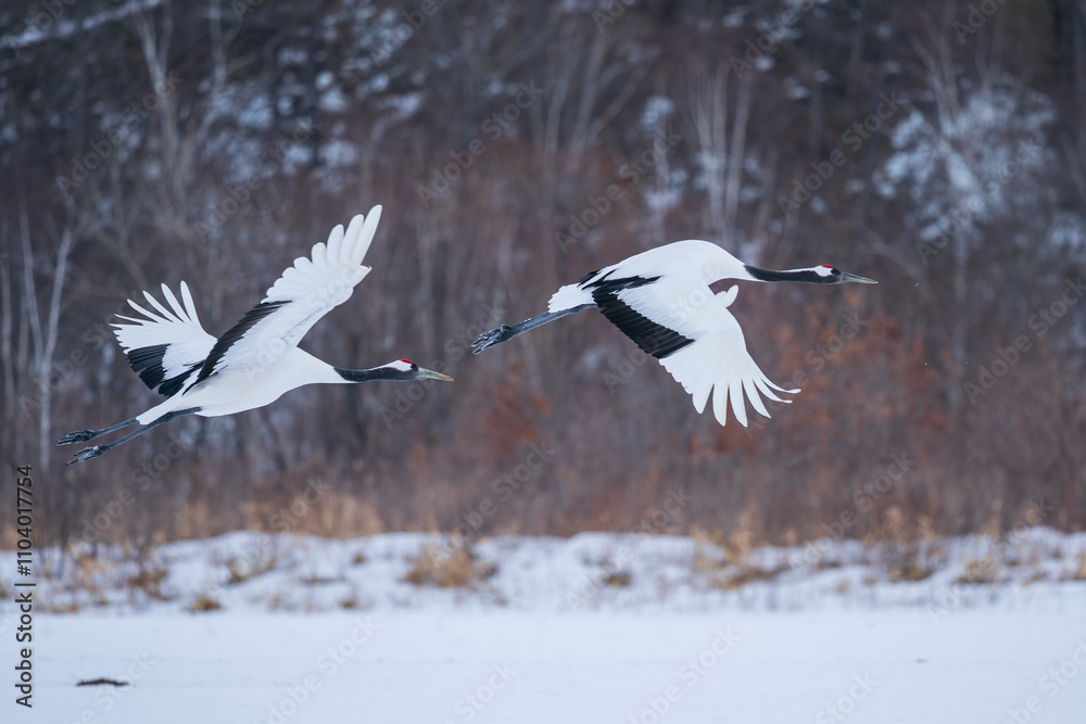 The red-crowned cranes (Grus japonensis) The red-crowned cranes (Grus japonensis)