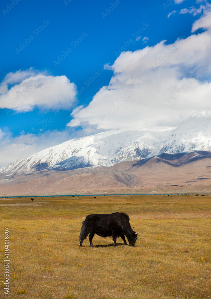 Yak Grazing Near Karakul Lake, Xinjiang Uyghur Autonomous Region, China Yak Grazing Near Karakul Lake, Xinjiang Uyghur Autonomous Region, China