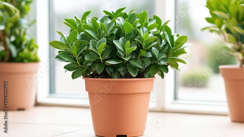 Wallpaper Mural Vibrant green houseplant in terracotta pot by sunny window Torontodigital.ca