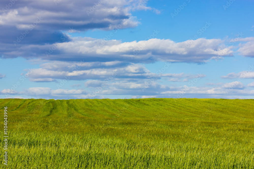 Green meadow with blue sky and clouds outdoors in sunny spring summer day. Farmland landscape in springtime season. Growing corn plants on a field. Composition of nature. Calm scene. Agriculture theme Green meadow with blue sky and clouds outdoors in sunny spring summer day. Farmland landscape in springtime season. Growing corn plants on a field. Composition of nature. Calm scene. Agriculture theme