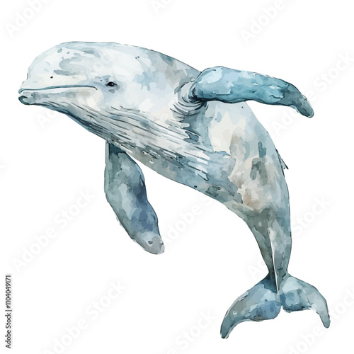 A watercolor vector of Beluga Whale, isolated on a white background. Beluga Whale vector.