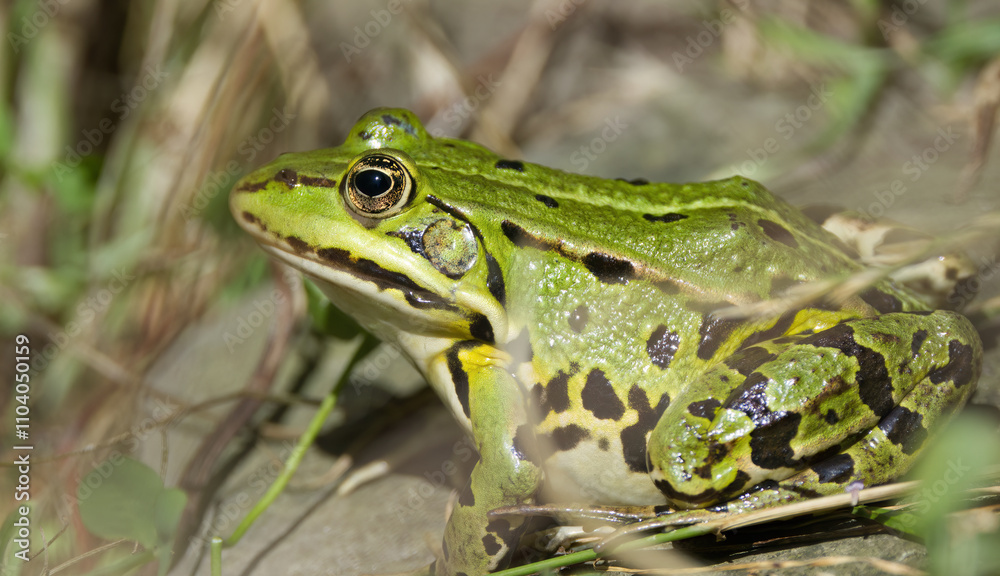 water frog in the meadow, pretty water frog with a cute look, water frog in the sunshine, green frog between blades of grass water frog in the meadow, pretty water frog with a cute look, water frog in the sunshine, green frog between blades of grass
