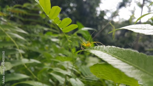 View of Lynx spider (oxyopidae) on green leaf. Photo taken in a tropical forest. photo