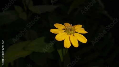 Yellow color flower background (Wedelia biflora). Photo shot on the mountain. wollastonia biflora, wedelia prostrata, Sphagneticola calendulcea, wedelia chinensis photo