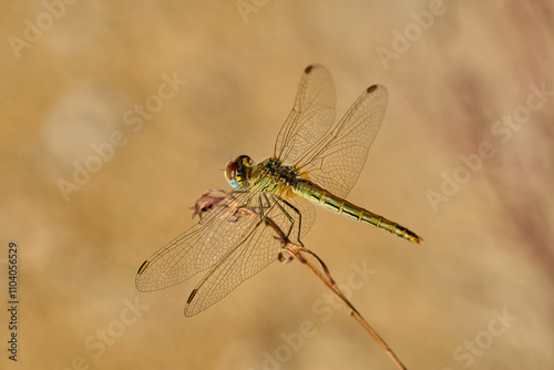 Libélula verde en verano