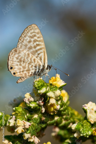 Mariposa del género Lycaenidae