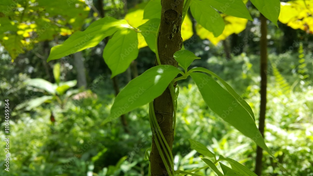 Photos of plant leaves in the forest. Shot in a tropical rainforest. Photos of plant leaves in the forest. Shot in a tropical rainforest.