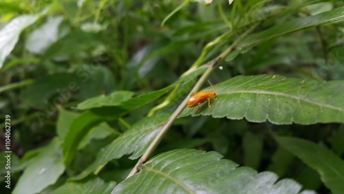 Photo of a pumpkin beetle (Aulacophora foveicollis) perched on a fern leaf. Shot in a tropical rainforest. photo