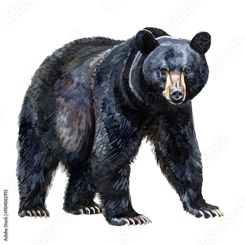 A watercolor of Black Bear, isolated on a white background. Black Bear vector.