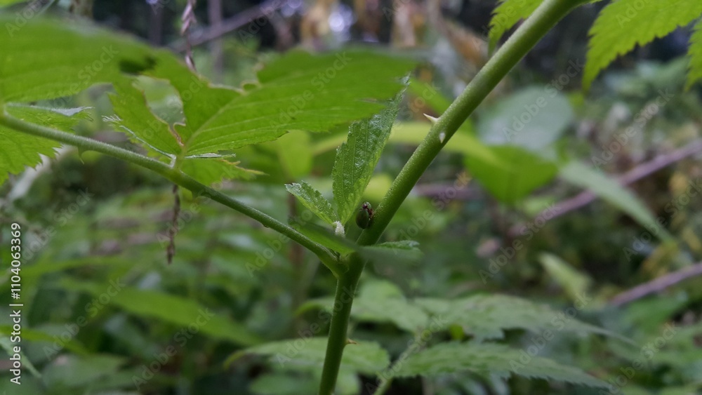 Photo of the Green Rounded Planthopper perched on a plant stem. This odd little planthopper is known from Sumatra, and Java (west¢ral). Photo shot in a trpical rainforest. Photo of the Green Rounded Planthopper perched on a plant stem. This odd little planthopper is known from Sumatra, and Java (west¢ral). Photo shot in a trpical rainforest.