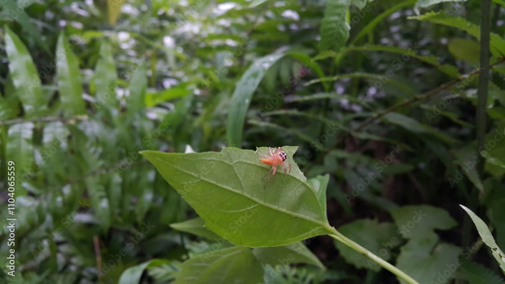 Cosmophasis lami is a species of spider in the family Salticidae. This species is also part of the genus Cosmophasis and the order Araneae. Foto shot in a tropical rainforest.
