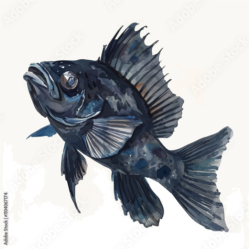 A watercolor of Black Swallower Fish, isolated on a white background. Black Swallower Fish vector.