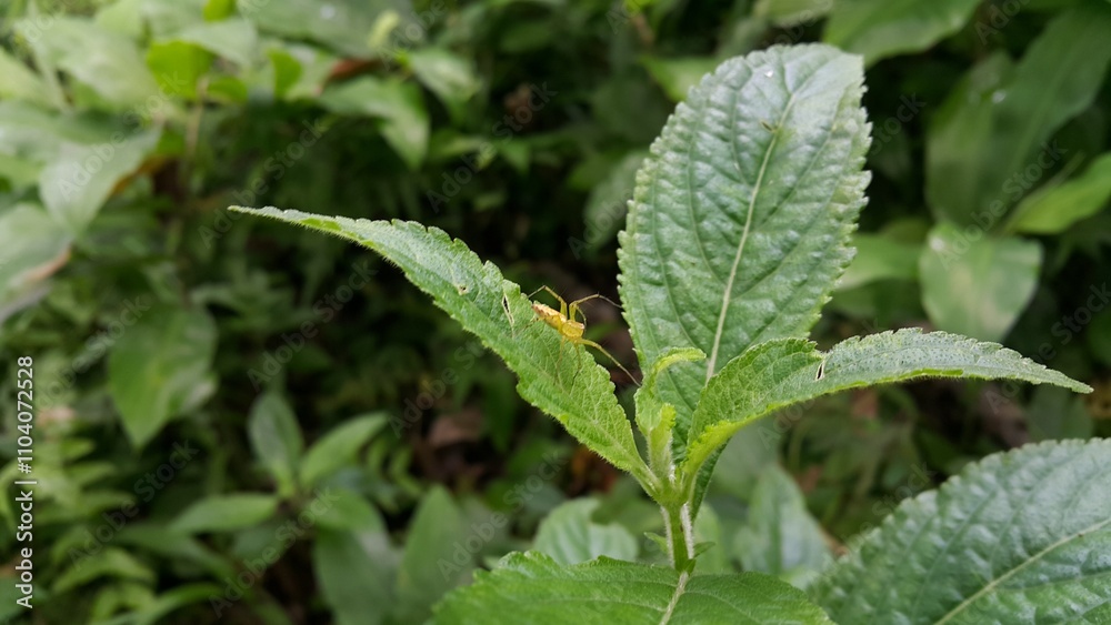 Photo of a yellow spider perched on a leaf. Photo taken on the mountain. View of Lynx spider (oxyopidae) on green leaf. Striped lynx spider, Telamonia dimidiata, peucetia viridans, araneomorph. Photo of a yellow spider perched on a leaf. Photo taken on the mountain. View of Lynx spider (oxyopidae) on green leaf. Striped lynx spider, Telamonia dimidiata, peucetia viridans, araneomorph.