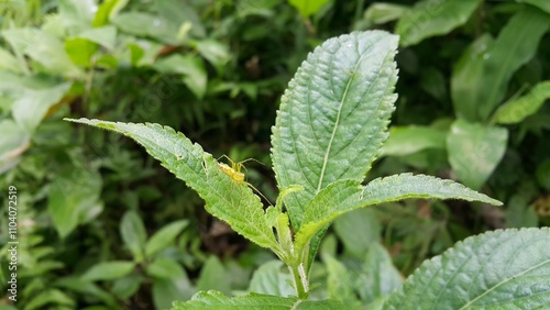 Photo of a yellow spider perched on a leaf. Photo taken on the mountain. View of Lynx spider (oxyopidae) on green leaf. Striped lynx spider, Telamonia dimidiata, peucetia viridans, araneomorph.