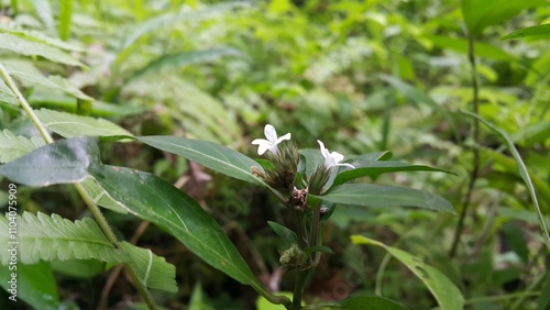White flowers (Phaulopsis imbricata). Photo taken on the mountain.

Justicia micrantha, Phaulopsis imbricata, ACANTHACEAE, willow leaf scale flower, Lepidagathis incurva. photo