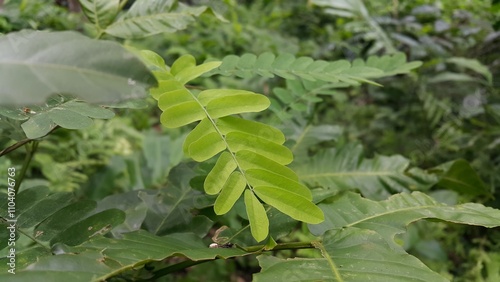 Bhumi Alma leaf background.

Bhumi Amla is commonly known as chanca piedra, stonebreaker, and seed under leaves or gale of the wind. It is also known as bahupatra, tamalaki and uttama etc. photo