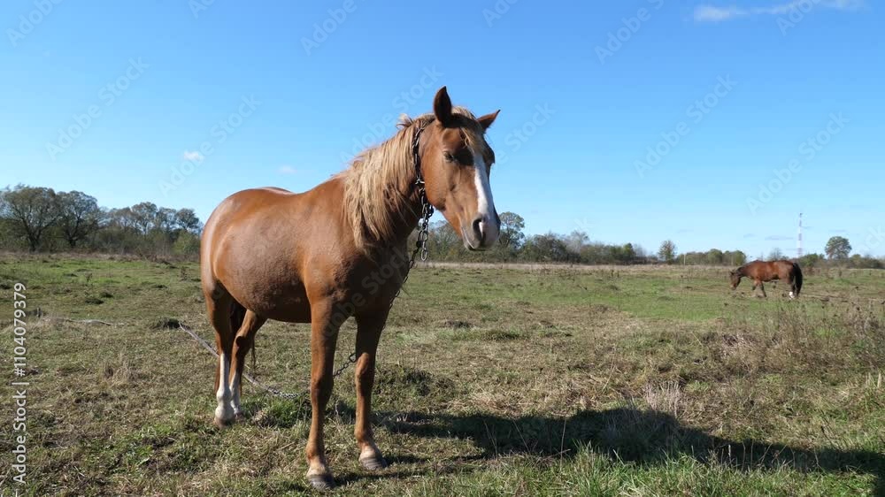 Horses graze in the field. Agriculture. Caring for horses. Horses graze in the field. Agriculture. Caring for horses.