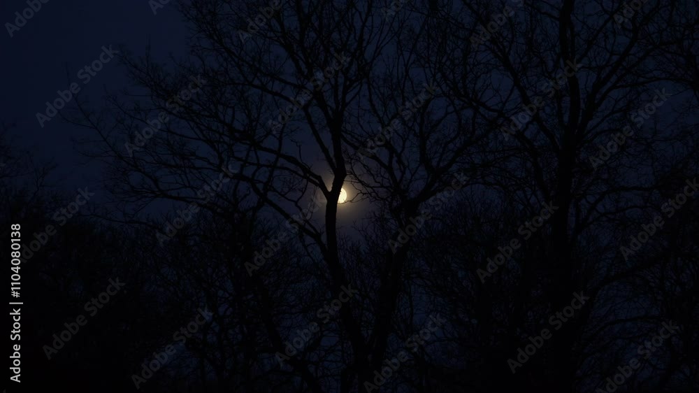 A mesmerizing nighttime scene featuring a full moon shining brightly through the bare branches of trees, casting an ethereal glow on the dark forest landscape. The scenery evokes a magic night sense. A mesmerizing nighttime scene featuring a full moon shining brightly through the bare branches of trees, casting an ethereal glow on the dark forest landscape. The scenery evokes a magic night sense.