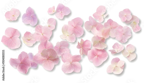 Pink Hydrangea Petals Scattered on White Background