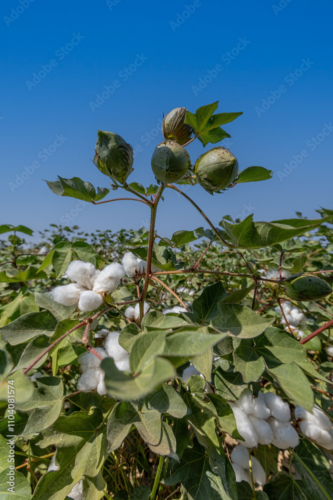 In the background of Izmir-Menemen plain, a cloudy sky and a cotton field