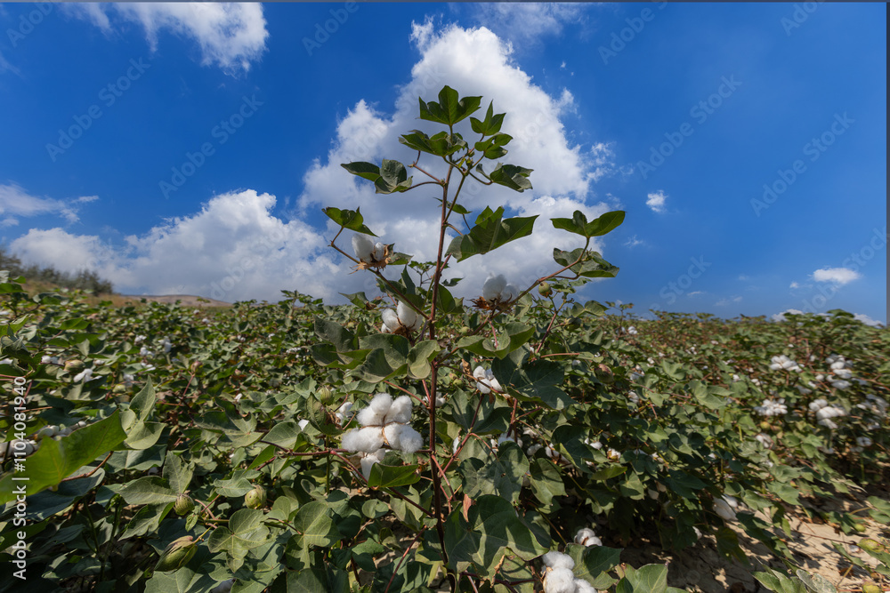 In the background of Izmir-Menemen plain, a cloudy sky and a cotton field