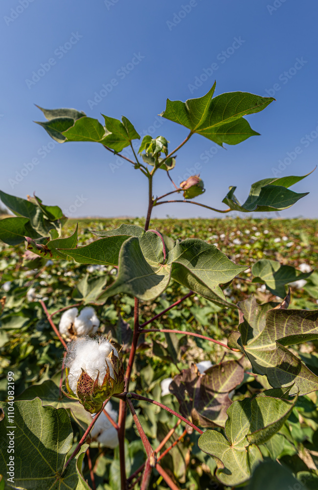 In the background of Izmir-Menemen plain, a cloudy sky and a cotton field