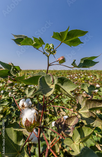 Obraz na płótnie In the background of Izmir-Menemen plain, a cloudy sky and a cotton field w salonie