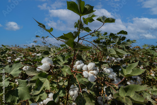 In the background of Izmir-Menemen plain, a cloudy sky and a cotton field