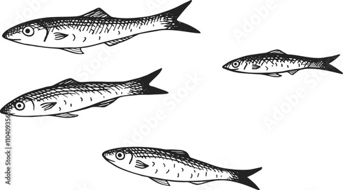 Vector engraved illustration of Anchovy fingerling on isolated background. Hand drawn ink sketch of a school of small sea fish. Seafood, marine life, animals. Design for logo, label, sign, card, prin