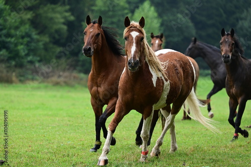 Geschecktes Pferd mit lockigem Haar auf der Wiese