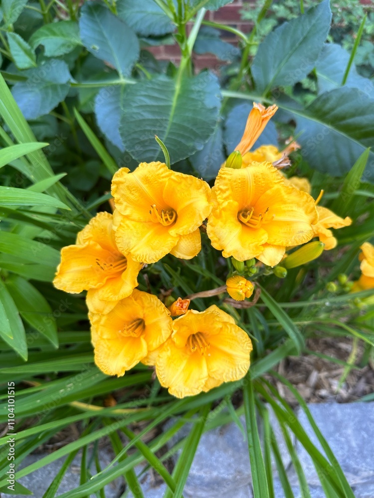 Flower Flower