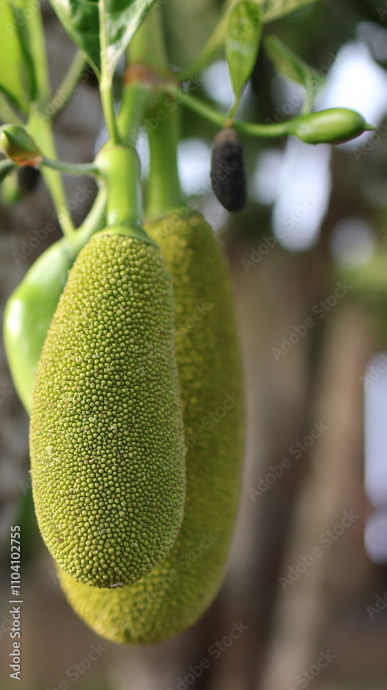 Unripe Immature Jackfruit on a breadfruit tree branch in Natural environment Unripe Immature Jackfruit on a breadfruit tree branch in Natural environment
