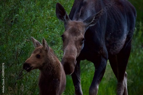 A mother moose nudges her calf along as they forage for food photo