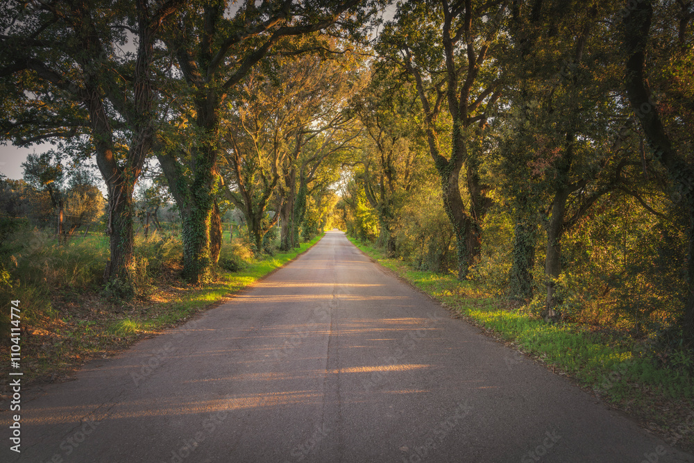 Fototapeta premium Bolgherese road in autumn, straight tree-lined road at sunset. Bolgheri, Tuscany, Italy